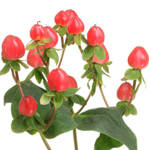 HYPERICUM - PINK/WATERMELON