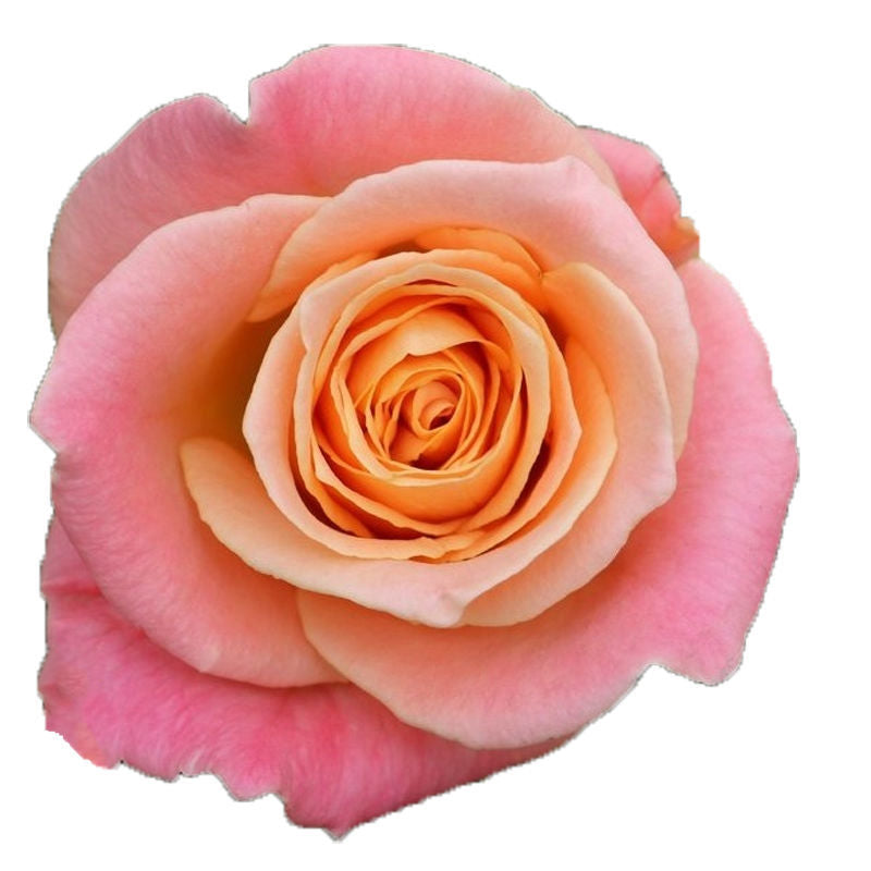 ROSE - PINK MISS PIGGY