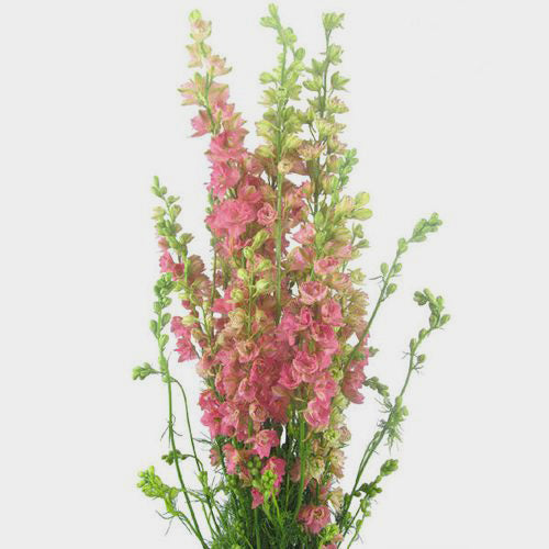 LARKSPUR - DARK PINK