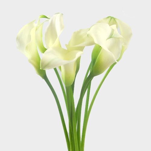 MINI CALLA - WHITE