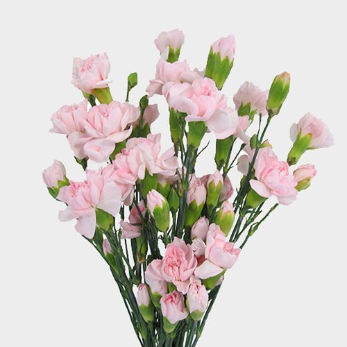 MINI CARNATION - BLUSH