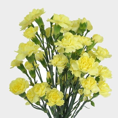 MINI CARNATION - YELLOW