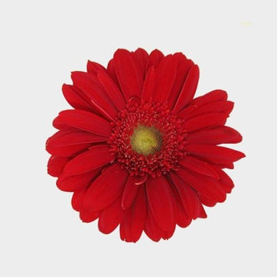 MINI GERBERA - RED