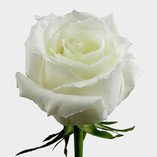 GARDEN ROSE - CREAM MOONSTONE