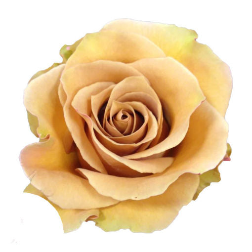 ROSE - EARTH TONE COMBO