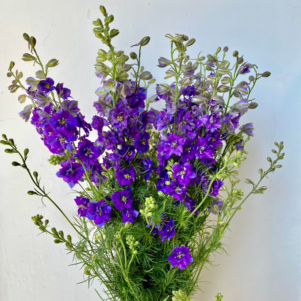 LARKSPUR - PURPLE
