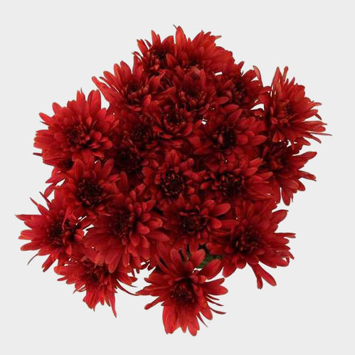 POMP - BURGUNDY CUSHION