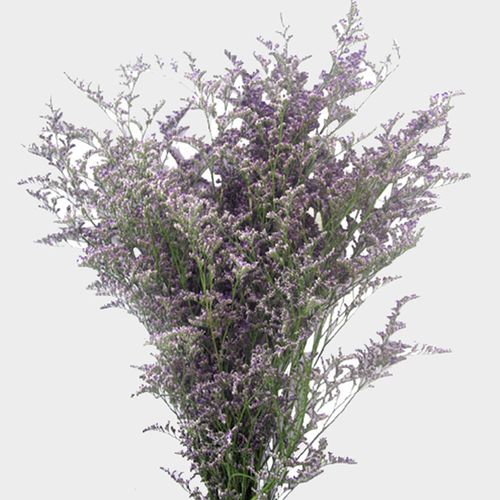 LIMONIUM - MISTY BLUE