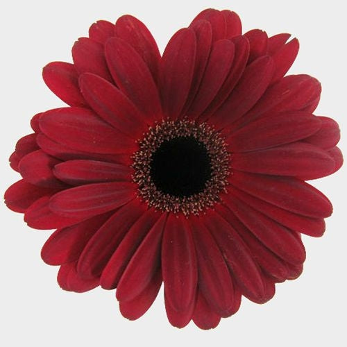 GERBERA - BURGUNDY