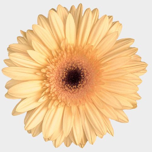 GERBERA - CREAM