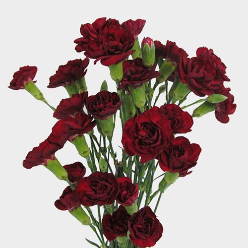 MINI CARNATION - BURGUNDY