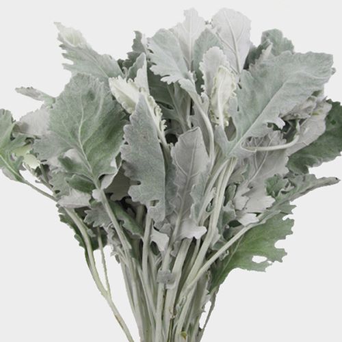 GREENERY - DUSTY MILLER