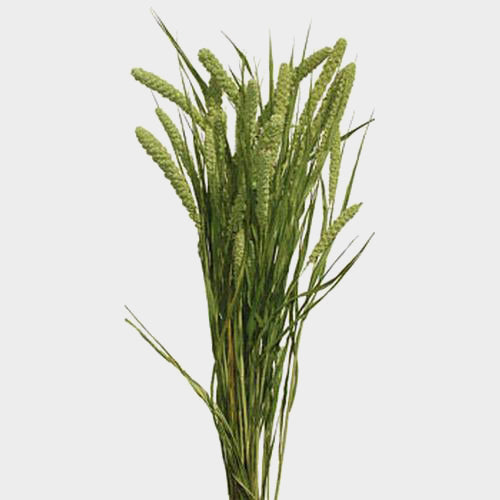 GREENERY - MILLET