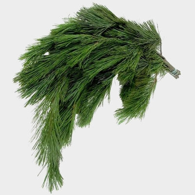 GREENERY - PRINCESS PINE