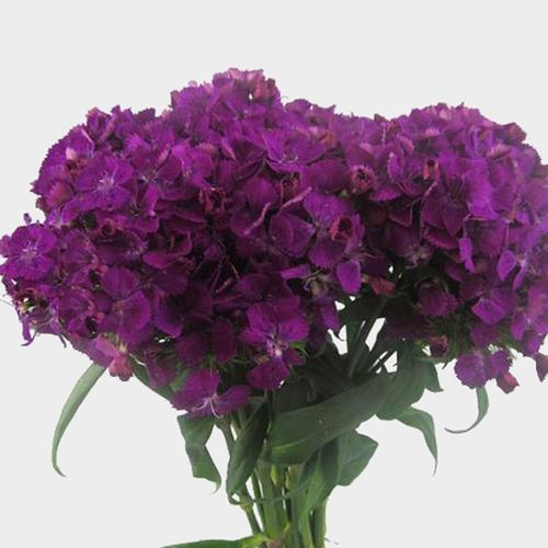 DIANTHUS - PURPLE