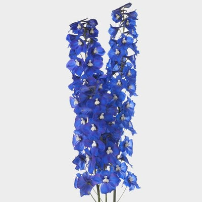 DELPHINIUM - HYBRID DARK BLUE
