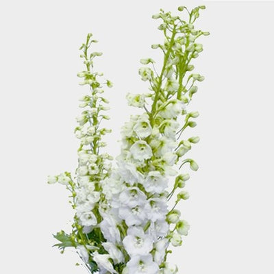 DELPHINIUM - HYBRID WHITE