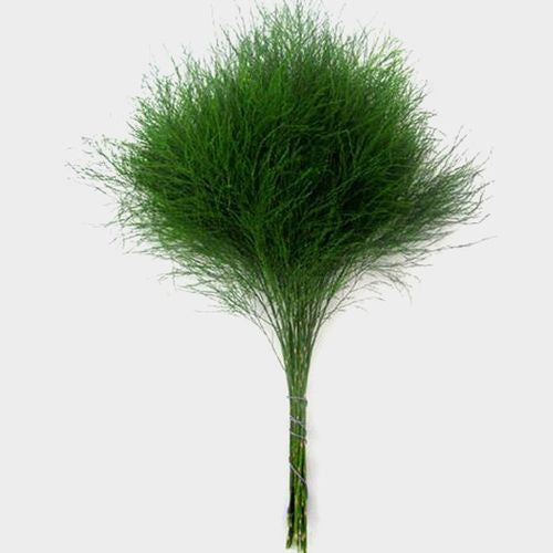 GREENERY - TREE FERN