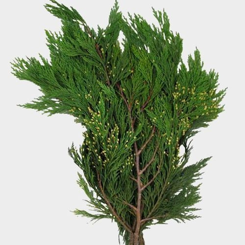 GREENERY - INCENSE CEDAR