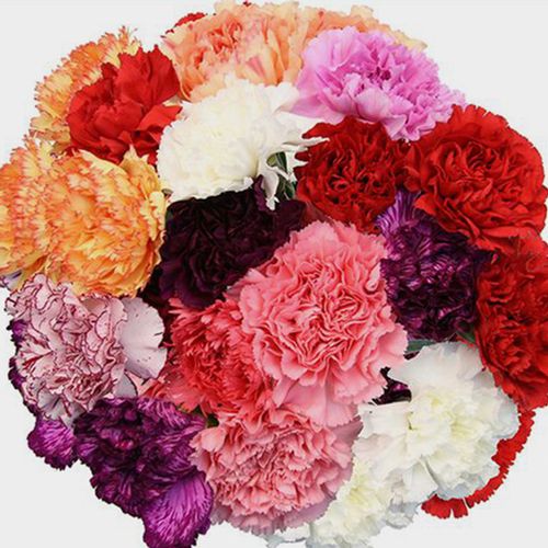 CARNATION - ASSORTED