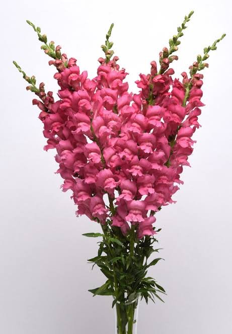 SNAPDRAGON - CHERRY ROSE
