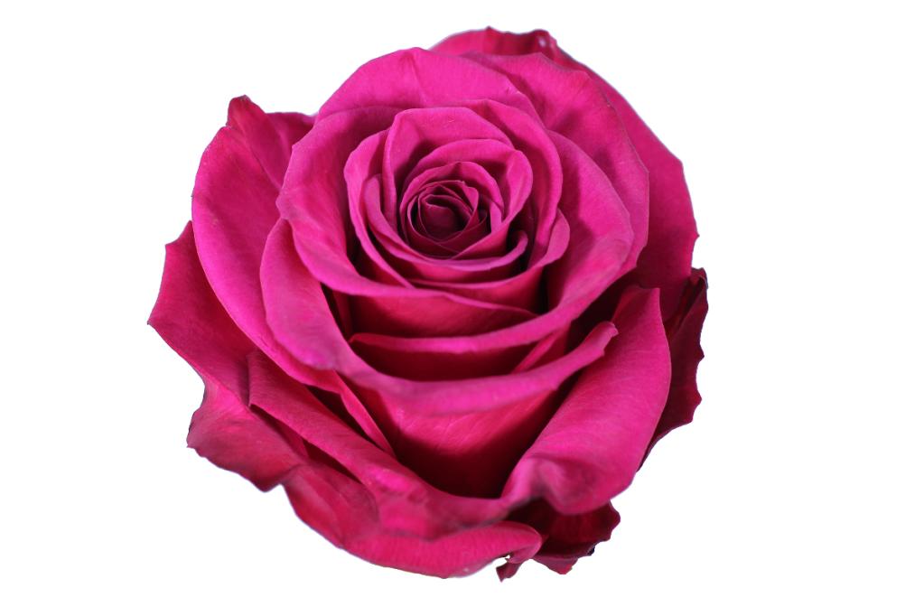 ROSE - HOT PINK ROSEBERRY