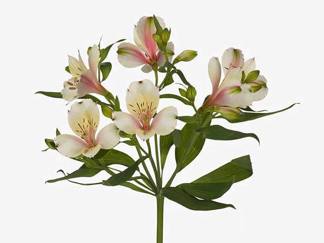 ALSTROEMERIA - CHAMPAGNE