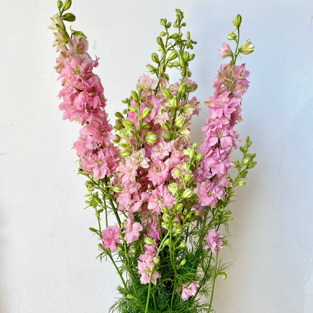 LARKSPUR - LIGHT PINK