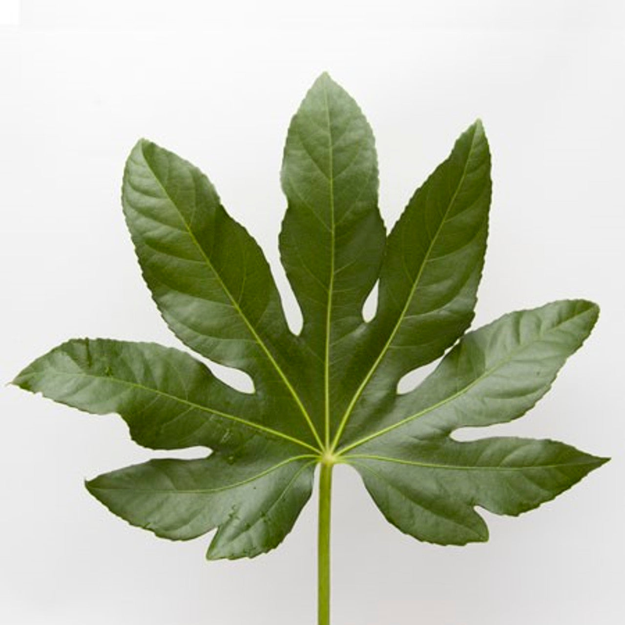 GREENERY - FATSIA LEAF