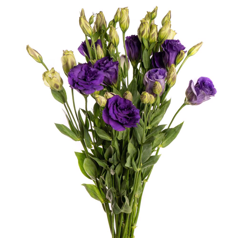 LISIANTHUS - PURPLE