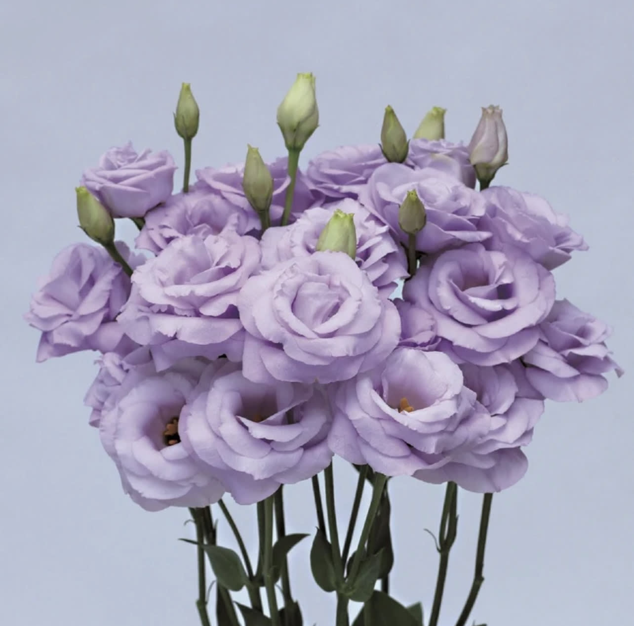 LISIANTHUS - LAVENDER