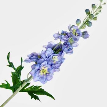DELPHINIUM - PERIWINKLE