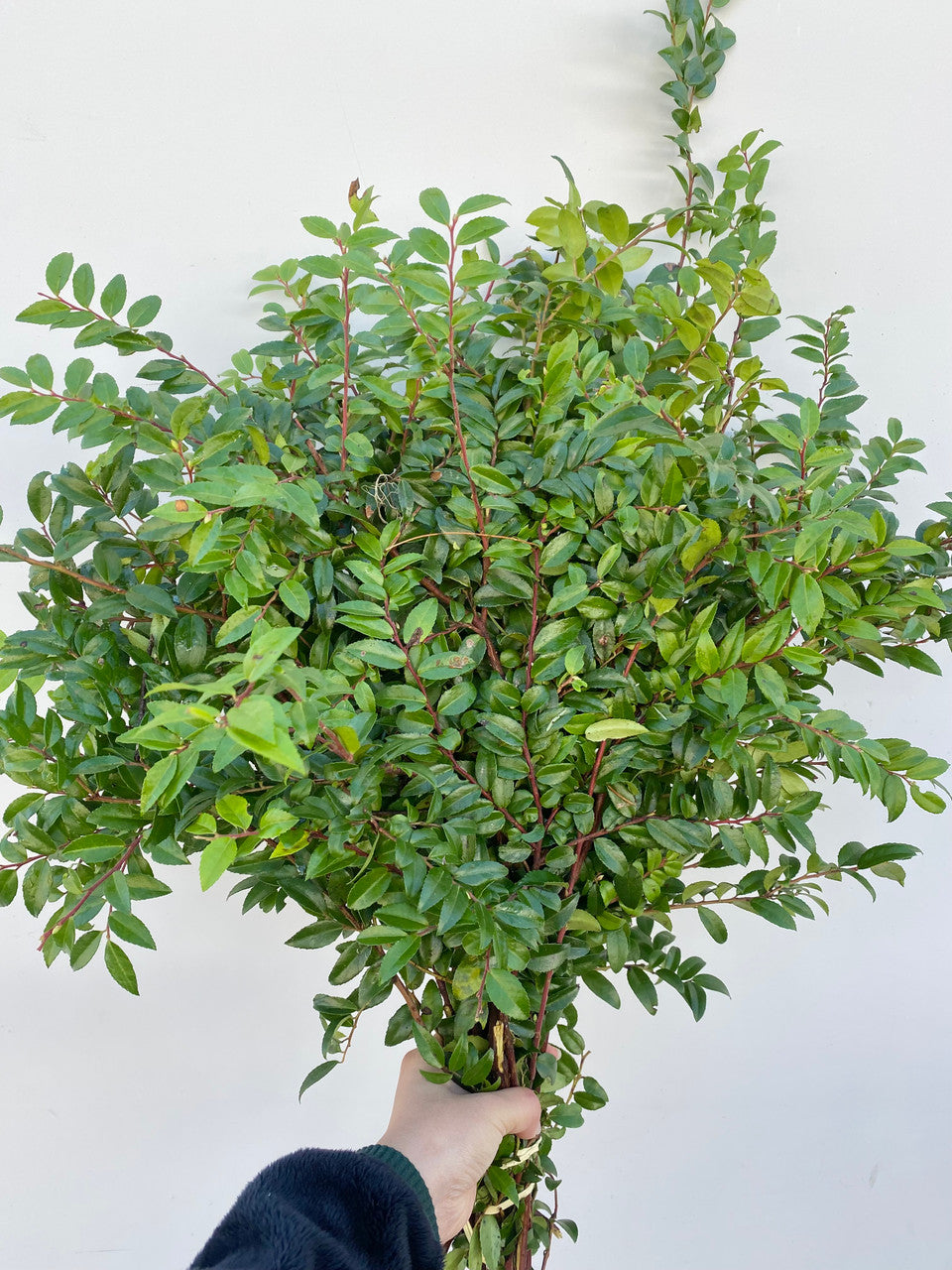 GREENERY - HUCKLEBERRY