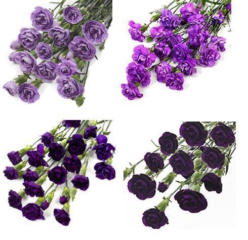 MINI CARNATION - FLORIGENE ASSORTED