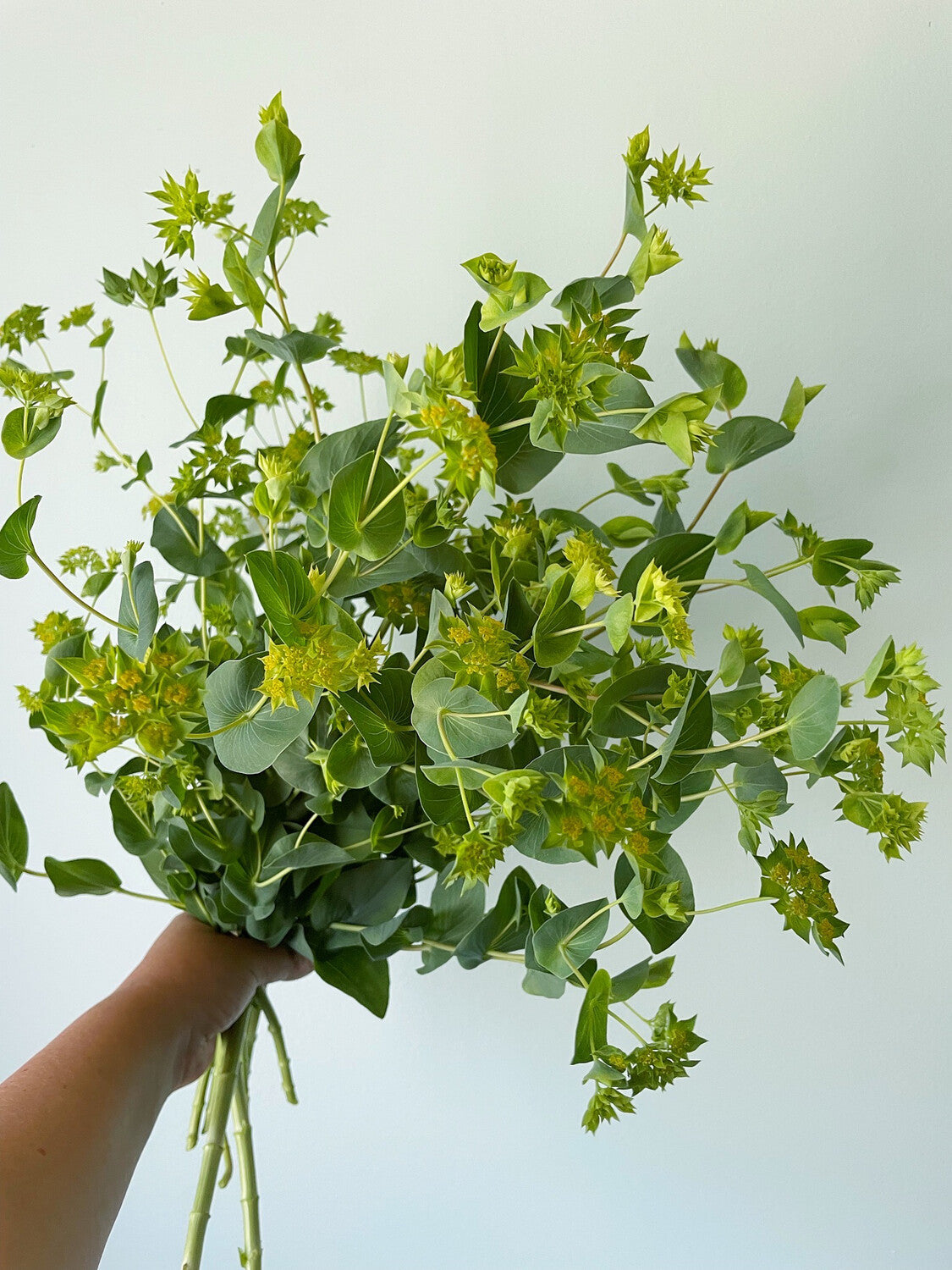 BUPLEURUM
