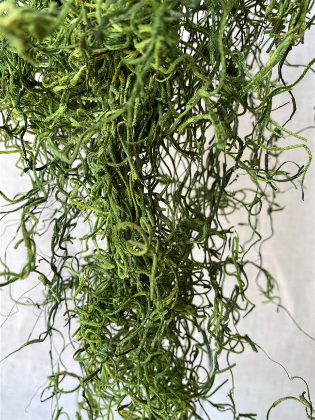 GREENERY - SPANISH MOSS