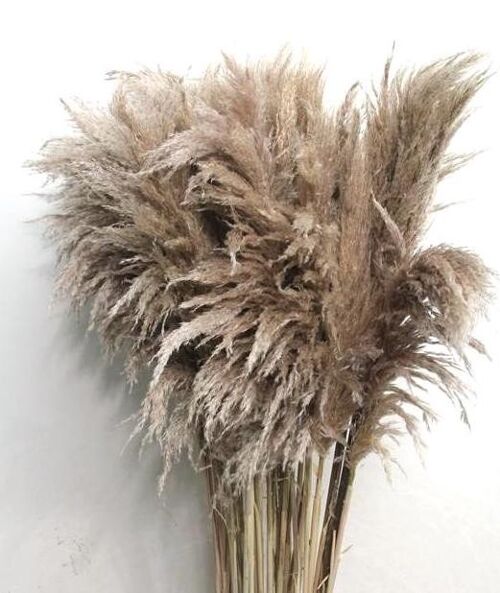 DRIED - PAMPASS NATURAL BEIGE