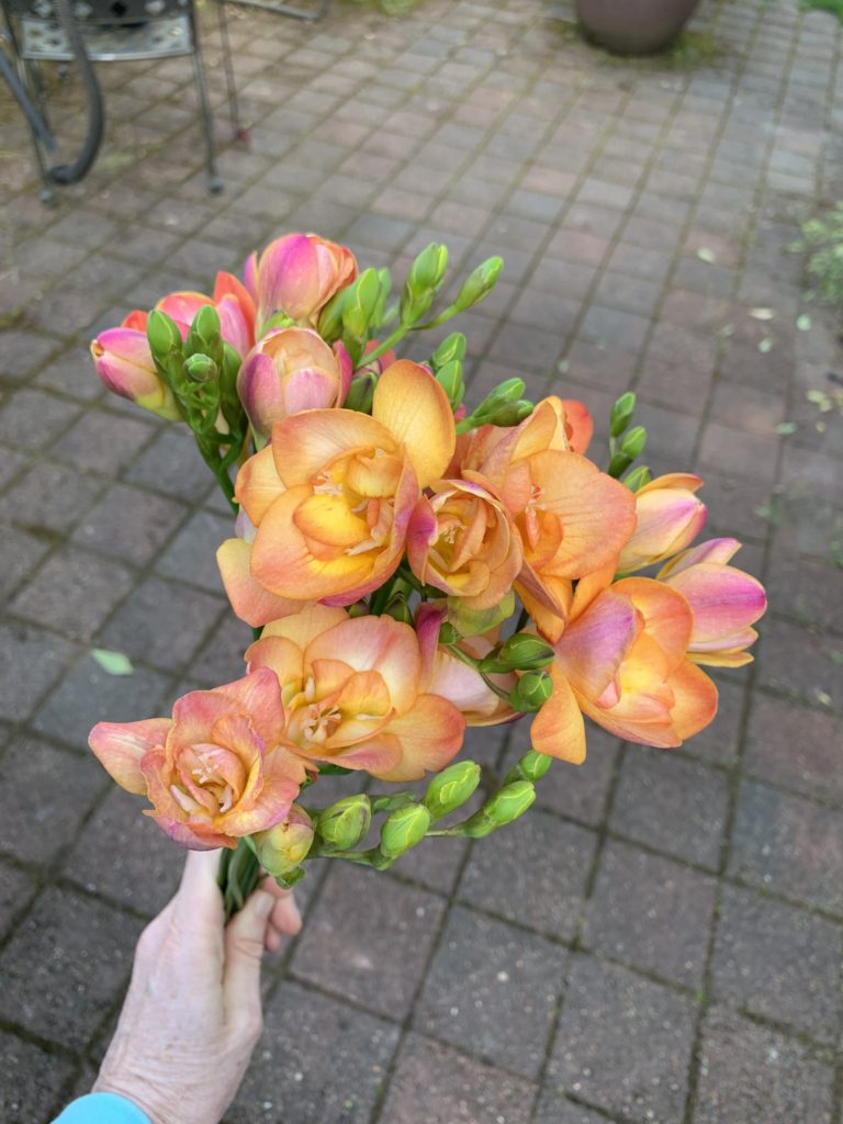FREESIA - PEACH
