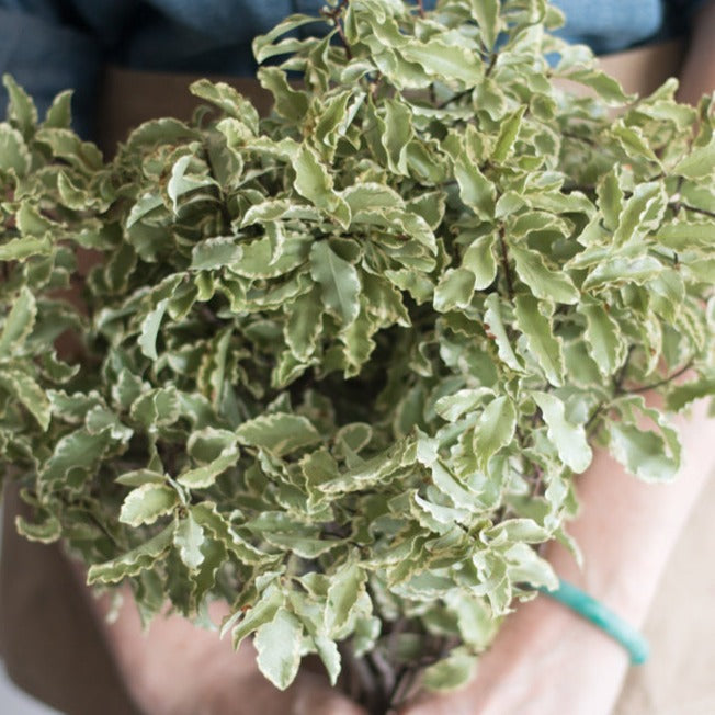 GREENERY - ITALIAN VARIEGATED PITTOSPORUM