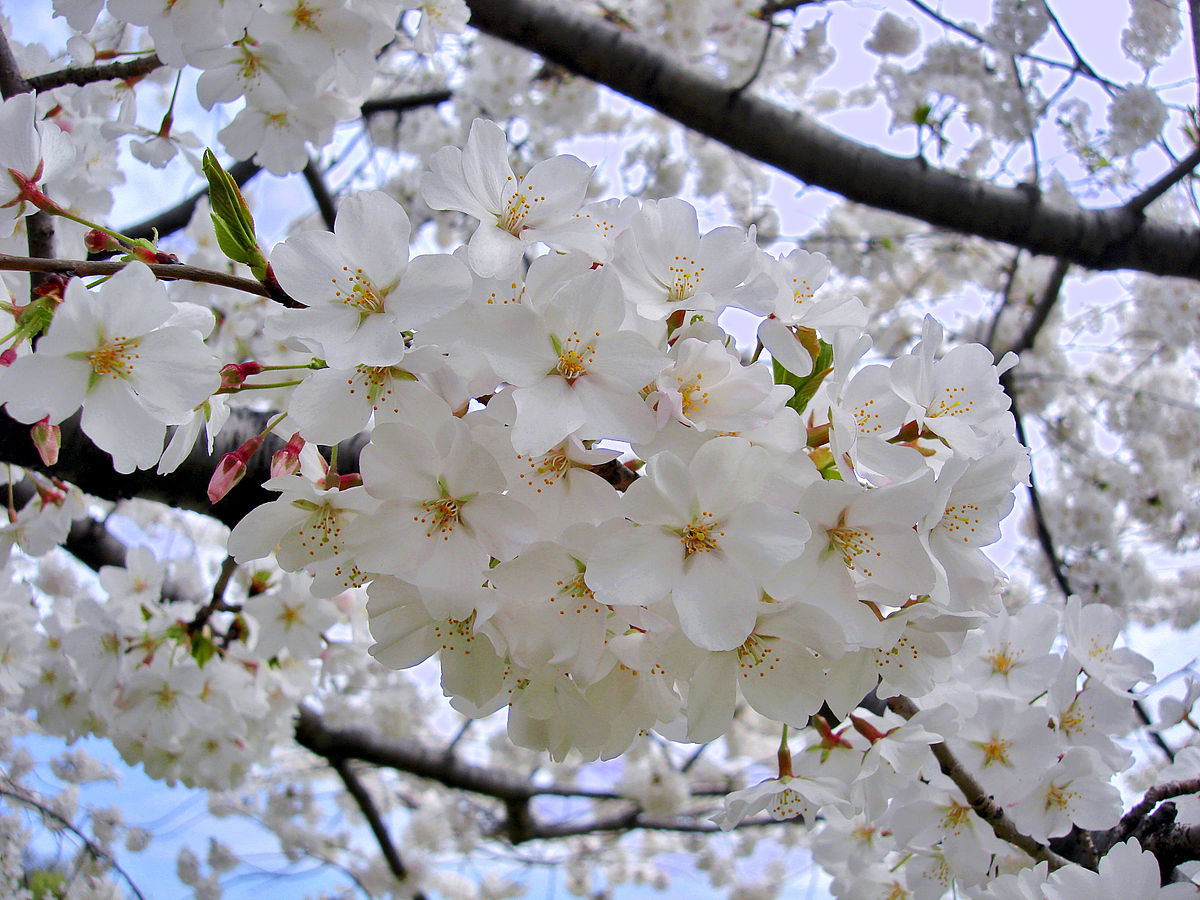 CHERRY BLOSSOM - TIPS WHITE