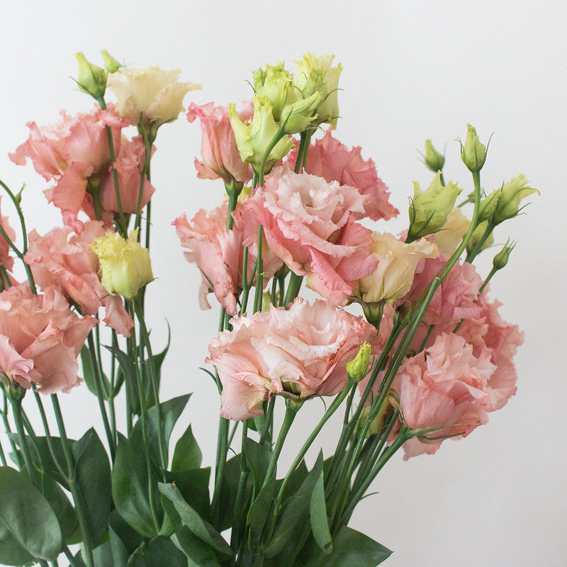 LISIANTHUS - BLUSH