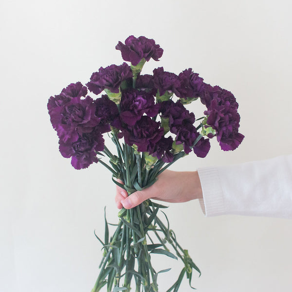 MINI CARNATION - MOONVISTA DARK