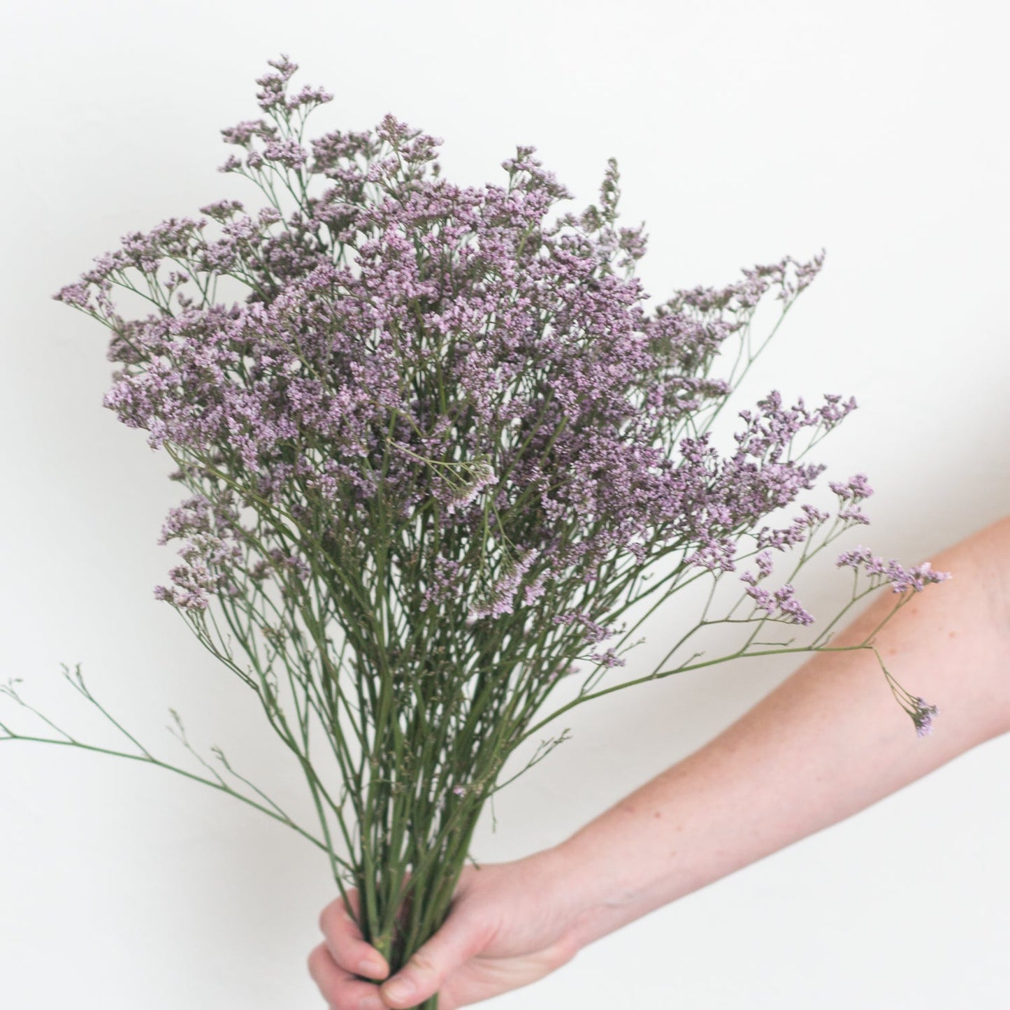 LIMONIUM - LAVENDER