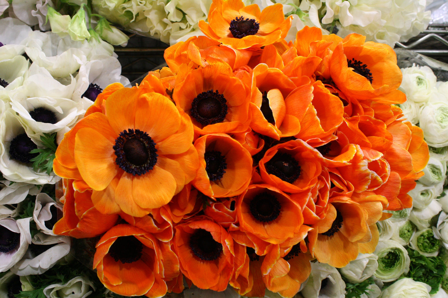 ANEMONE - ORANGE