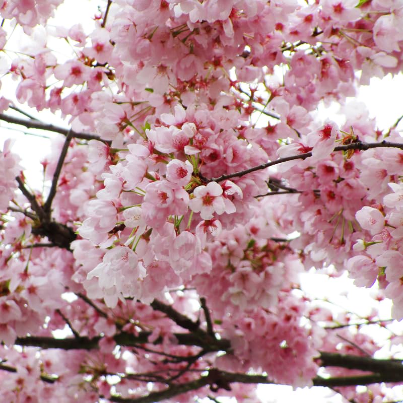 CHERRY BLOSSOM - TIPS LIGHT PINK