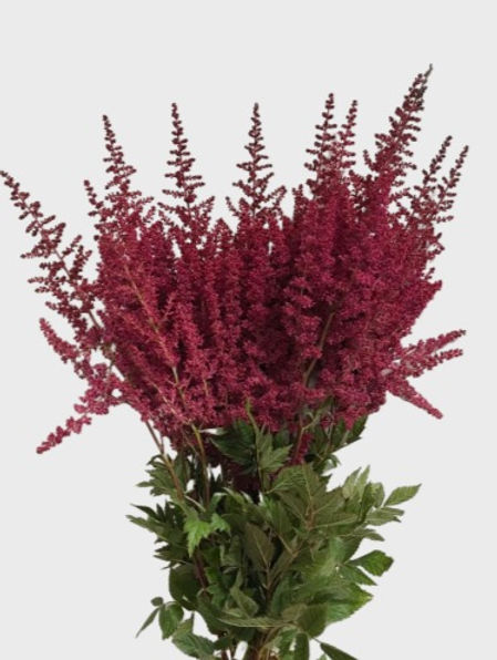 ASTILBE - BURGUNDY