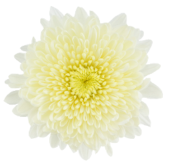 CREMON - PALE YELLOW