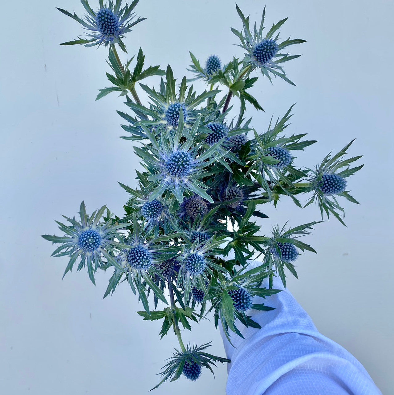 THISTLE - BLUE 5 STEM BU