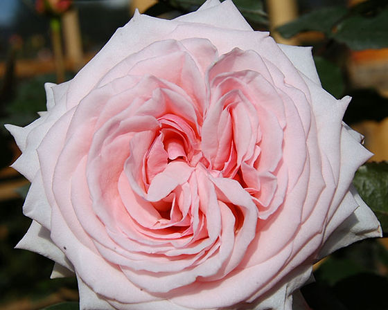 GARDEN ROSE - PINK OHARA