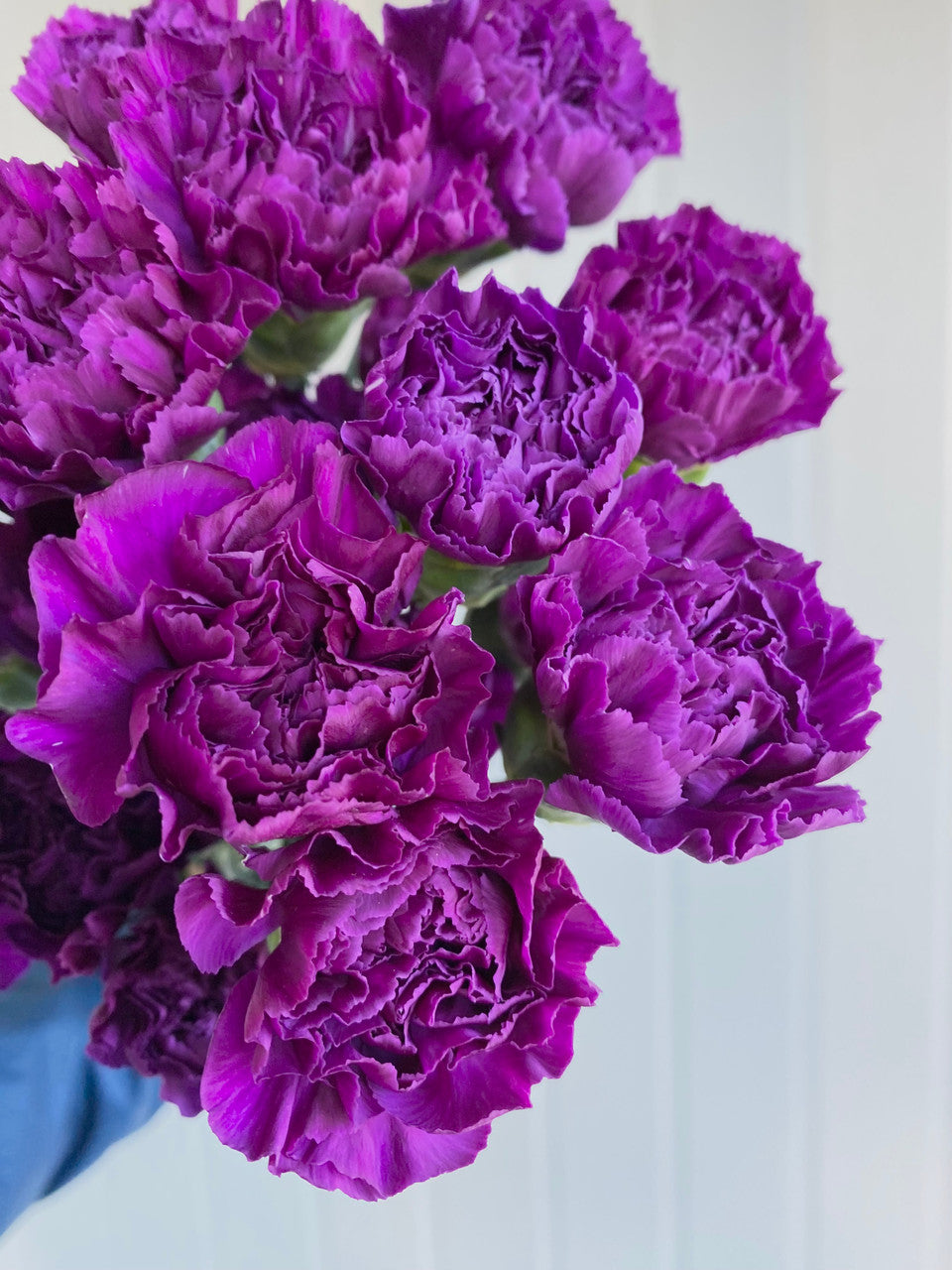 CARNATION - PURPLE MOONSHADE FLORIGENE